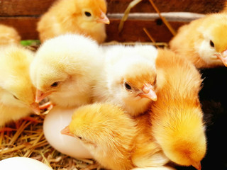 Little yellow and white chickens in box