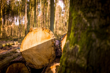 tree stump in the forest