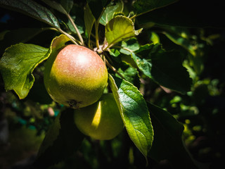 unripe green and red apple fruit on tree 