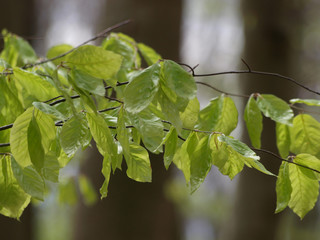 Fagus sylvatica. Feuilles enneigées sur branches de hêtres communs