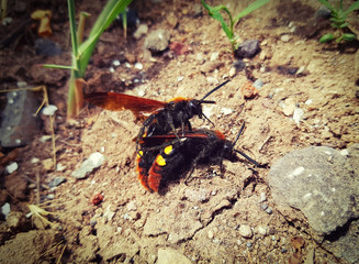 fighting hornets fighting bees fighting insects
