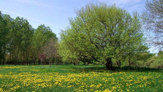 Paysage printanier.