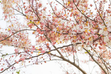 Obraz premium Wishing tree, pink shower, cassia bakeriana craib. Thailand.