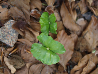 Fagus sylvatica. Germination et plantules à deux feuilles du hêtre commun