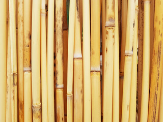 reed wall bulrush wall background