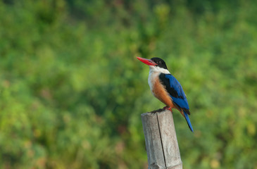 Black-capped Kingfisher (Halcyon pileata)