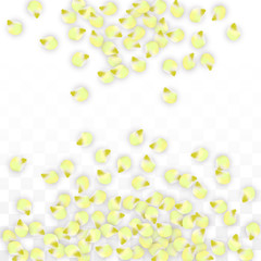 Vector Realistic Pink Petals Falling on Transparent Background.  Spring Romantic Flowers Illustration. Flying Petals. Sakura Spa Design. Blossom Confetti.