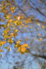 Trees with fall color in morning light