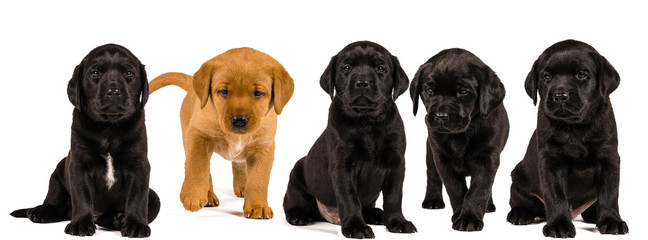 Banner with black and blonde labrador retriever puppy's  isolated on white background