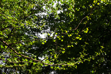 Fototapeta na wymiar Branches of the tree Ginkgo biloba