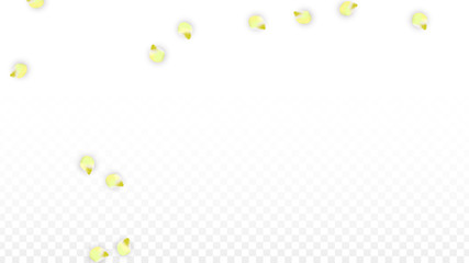 Vector Realistic Pink Petals Falling on Transparent Background.  Spring Romantic Flowers Illustration. Flying Petals. Sakura Spa Design. Blossom Confetti.