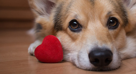 A dog with a red heart. Valentine's Day.