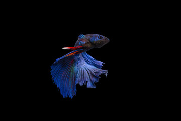 Betta fish siamese fighting fish betta splendens isolated on black background