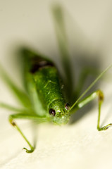 Katydid with blurred background