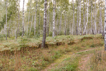Autumn landscape. Russian landscape. Forest in autumn.