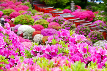 Obraz premium Beautiful pink azalea flowers in full bloom with red Torii gate in the background during Bunkyo Azalea Festival at Nezu Shrine in Tokyo, Japan, selected focus blur in the background