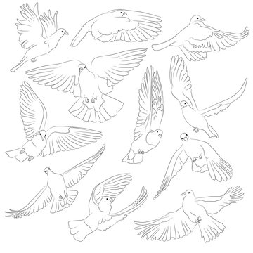 Set of isolated flying birds. Vector illustration of pigeon