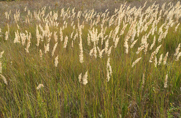 The big field grass at the end of August in Ukraine waving on wind