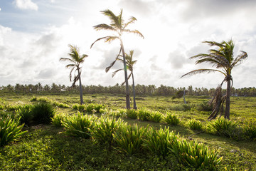 Fototapeta premium Bushes and palm trees on a green field in the Dominican Republic