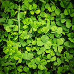 Lucky clover background green and fresh.