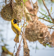 A male Lesser Masked Weaver bird building a nest to attract a female bird.