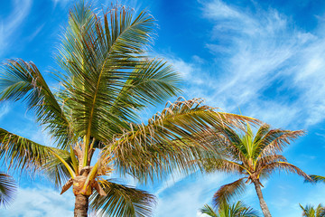 Fototapeta na wymiar Beautiful tropical palm trees against the sky.
