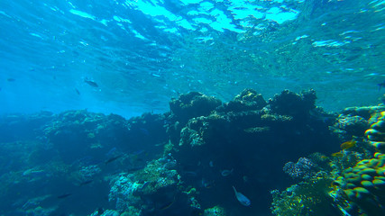 Fototapeta na wymiar the coral reef