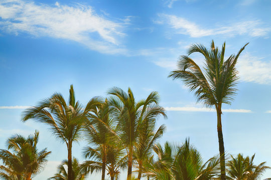 Beautiful tropical palm trees against the sky.