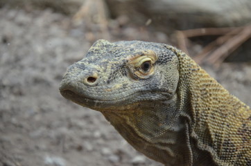 Komodo Dragon, the largest lizard in the world