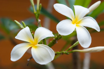 Fototapeta na wymiar Plumeria flowers are most fragrant
