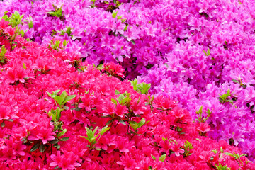 Obraz premium Beautiful Japanese azalea flowers in full bloom during Bunkyo Azalea Festival (Tsutsuji Matsuri) at Nezu Shrine in Tokyo, Japan, selected focus blur in the background