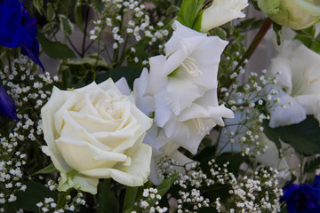 Rosa