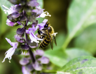 bee on flower