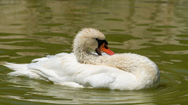 A mute swan in the water preening the feathers of its neck