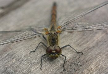 Beautiful dragonfly close-up sitting on old wood