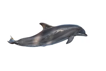 Zelfklevend Fotobehang Dolfijn Een tuimelaar geïsoleerd op een witte achtergrond