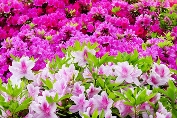 Beautiful Japanese azalea flowers in full bloom during Bunkyo Azalea Festival (Tsutsuji Matsuri) at Nezu Shrine in Tokyo, Japan, selected focus blur in the background