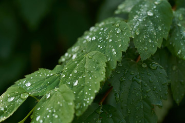 Close up of green leaves covered with rain drops. Foliage with dew drops.