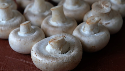 mushrooms champignons on a dark background