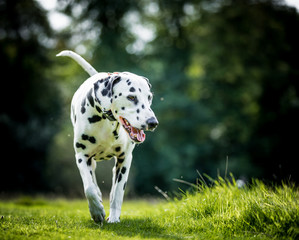 The Dalmatian