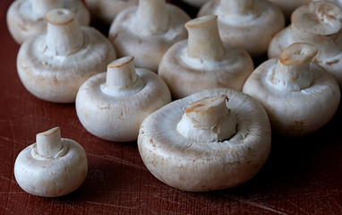 mushrooms champignons on a dark background