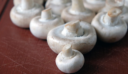 mushrooms champignons on a dark background