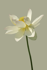 Sacred lotus (Nelumbo nucifera). Known also as Indian Lotus, Bean of India and Lotus.