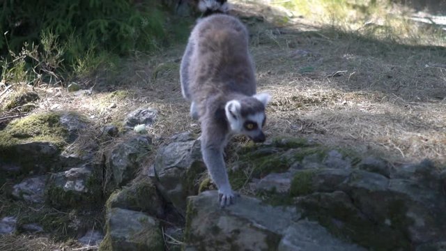 Ring-tailed lemurs at the park zoo. Slow motion