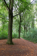 path in the forest