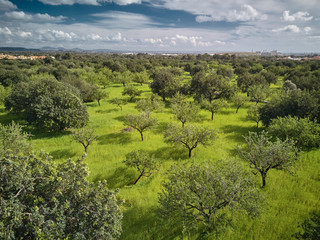 Obraz premium Bäume im Sommer Hintergrund Landschaft wolken blauer Himmel grünes Gras