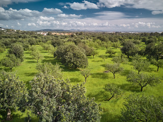 Fototapeta na wymiar Bäume im Sommer Hintergrund Landschaft wolken blauer Himmel grünes Gras
