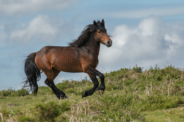 Brown wild horse in the field