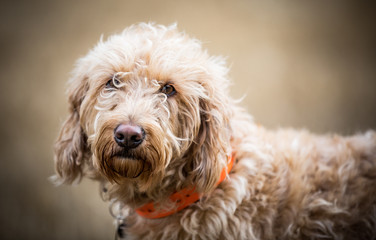 The Golden Labradoodle