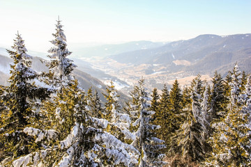 Winter wonderland mountain scenery with centuries-old spruce and pine in the austrian Alps during a bright sunny day in Winter time. Mountain landscape of Semmering.